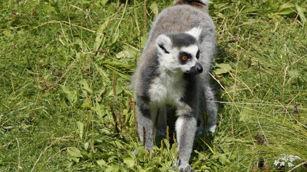 Какие животные самые опасные на Мадагаскаре